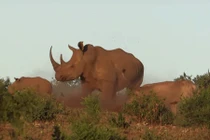 Cận cảnh sư tử tàng hình săn thịt tê giác con 