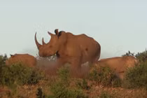 Cận cảnh sư tử tàng hình săn thịt tê giác con 