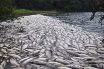 Xác cá chết hàng loạt đầy bí ẩn ở Trung Quốc 