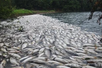 Xác cá chết hàng loạt đầy bí ẩn ở Trung Quốc 