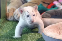 Hổ trắng Bengal cực hiếm ra đời xôn xao dư luận