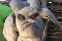 Kinh hoàng phát hiện dê có "mặt như người"