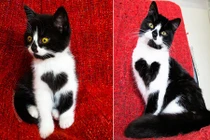 Zoe - cô mèo kỳ lạ có trái tim ngoài lồng ngực 