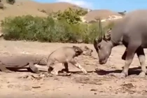 Nghé con bị rồng komodo tấn công, trâu mẹ bất lực đứng nhìn