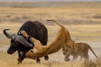 Dạy con đi săn, sư tử cái muối mặt vì điều bất ngờ