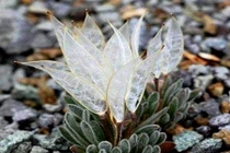 Loài hoa “đôi cánh thiên thần” cực lạ, may mắn lắm mới gặp