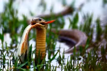 Rắn "khoe" bản lĩnh cắn chặt cá trong mồm