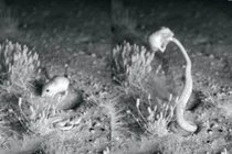 "Võ sư" chuột nhảy chiến thắng rắn đuôi chuông ngoạn mục