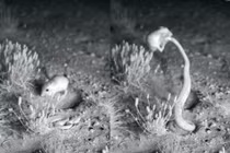 "Võ sư" chuột nhảy chiến thắng rắn đuôi chuông ngoạn mục