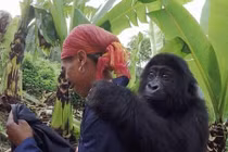 Khỉ đột mồ côi bám dính người từ khi được giải cứu 