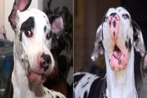 Chú chó đáng yêu thích làm mặt xấu trêu người