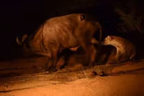 Cận cảnh màn săn đêm gay cấn của linh cẩu khôn lanh