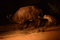 Cận cảnh màn săn đêm gay cấn của linh cẩu khôn lanh