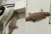 Chết cười xem thạch sùng béo phì như linh vật Michelin