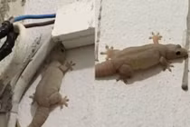 Chết cười xem thạch sùng béo phì như linh vật Michelin