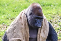 Khỉ đột khổng lồ điệu đà khoe dáng như ca sĩ rock