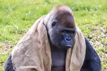 Khỉ đột khổng lồ điệu đà khoe dáng như ca sĩ rock