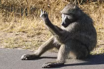 Lý do khỉ đầu chó kích động giơ ngón tay thối đến người