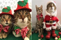 Bộ ba mèo Giáng sinh khiến người hâm mộ phát cuồng