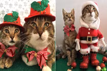 Bộ ba mèo Giáng sinh khiến người hâm mộ phát cuồng