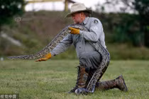 Trăn khổng lồ "xui xẻo" chạm trán người và kết đắng