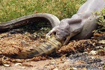 Khiếp đảm màn "chào hỏi" của động vật hoang dã nguy hiểm