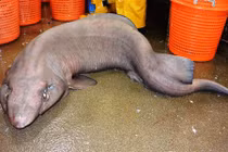 Cận cảnh loài cá mập mèo gần thế kỷ mới xuất hiện