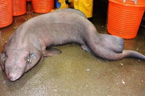 Cận cảnh loài cá mập mèo gần thế kỷ mới xuất hiện