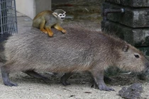 Lạ lùng khỉ cưỡi chuột lang nước như đi taxi