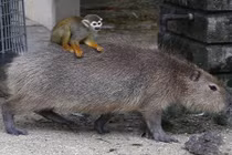 Lạ lùng khỉ cưỡi chuột lang nước như đi taxi