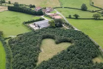 Trồng 6.000 cây xanh khi vợ mất, bí mật ngọt ngào là đây