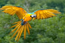 Điểm danh các giống vẹt hot hút hồn dân chơi Việt 