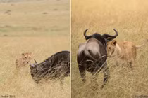 Khốc liệt cảnh sư tử săn linh dương ăn thịt 