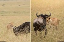 Khốc liệt cảnh sư tử săn linh dương ăn thịt 