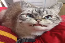 Gặp mèo có răng nanh như ma cà rồng cực đáng yêu