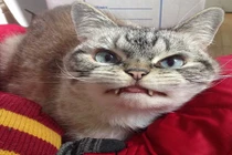 Gặp mèo có răng nanh như ma cà rồng cực đáng yêu