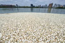 Kinh hoàng 30 tấn cá chết bí ẩn, nổi trắng ở TQ