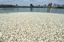 Kinh hoàng 30 tấn cá chết bí ẩn, nổi trắng ở TQ