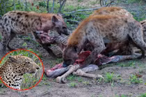 Linh cẩu cậy đông cướp xác hươu cao cổ của báo đốm 