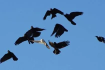 Trận chiến giành lãnh thổ kịch liệt giữa quạ và cú