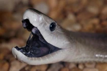 Rùng mình những động vật độc nhất giết người như chơi