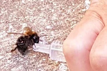 Ngoạn mục cảnh bác sĩ cứu sống ong sắp chết vì mất nước 