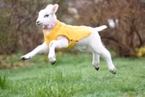 Cừu nhỏ hóa thành chó con và cuộc đời đáng thương đằng sau