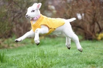 Cừu nhỏ hóa thành chó con và cuộc đời đáng thương đằng sau