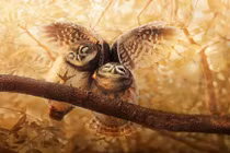 Những hình ảnh hiếm lạ đẹp tuyệt mỹ về loài cú