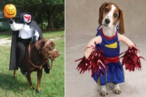 Những trang phục hóa trang Halloween cực độc dành cho chó cưng