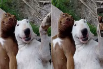 Chết cười ảnh chó cưng bị con người trêu ghẹo