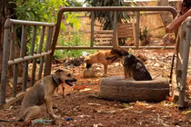 Khủng khiếp sự tàn bạo trong những lò giết mổ chó Indonesia