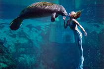 Điều kinh ngạc về lợn biển "tiên cá ngoài đời thực"