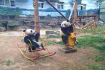 Chết mê gấu đáng yêu thích giả vờ mình là con người